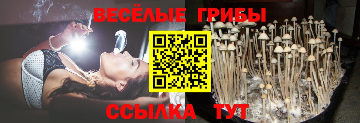 Галлюциногенные грибы Psilocybe  Псилоцибиновые грибы MAGIC MUSHROOMS  Вход с VPN  Южноуральск 
